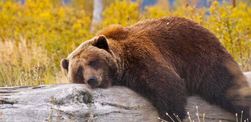 Highlights of Canadian Rockies with Alaska Inside Passage Cruise